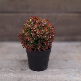 Művirág - Leveles növény