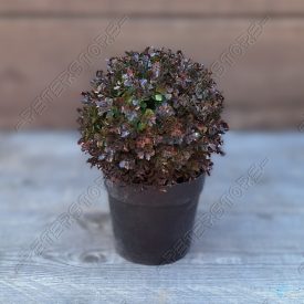 Művirág - Leveles növény