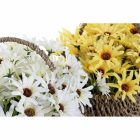Művirág - Margaréta kosárban