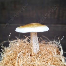 Real touch Élethű Gomba