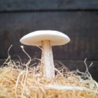 Real touch Élethű Gomba