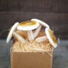 Real touch Élethű Gomba