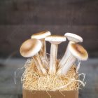 Real touch Élethű Gomba