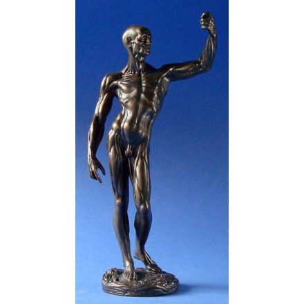 Jean-Antoine Houdon - Anatómiai tanulmány Szobor